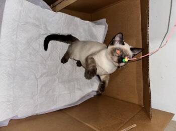 Zoe -  Siamese and Domestic Short Hair Cat for Adoption in Saucier, Mississippi - Zoe | PetCurious