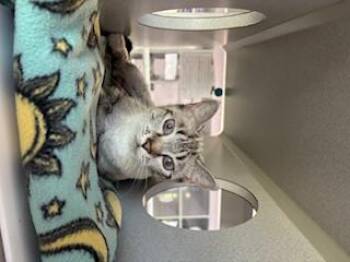 Rescue Domestic Short Hair Cats for Adoption in Columbus, Mississippi - BLUEBELL | PetCurious