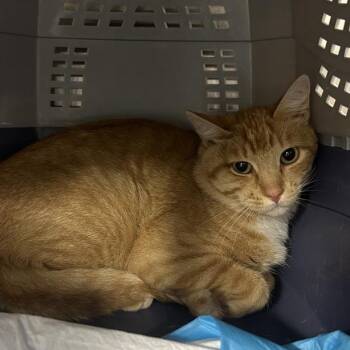 Texas -  Domestic Short Hair Cat for Adoption in Salt Lake City, Utah - Texas | PetCurious