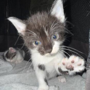 Domestic Short Hair Cats Available for Adoption in Escondido, California - Liberty | PetCurious