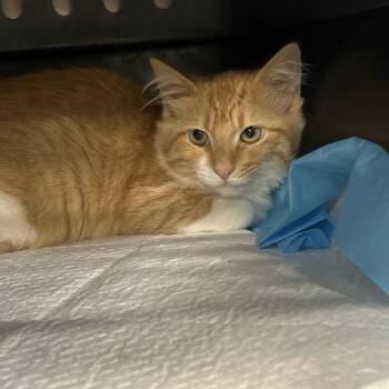 Eden -  Domestic Short Hair Cat for Adoption in Salt Lake City, Utah - Eden | PetCurious