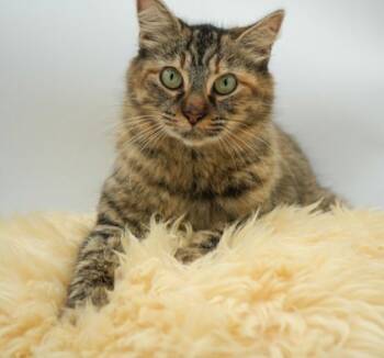 Rescue Domestic Medium Hair and Domestic Short Hair Cats for Adoption in Bowling Green, Kentucky - Wren | PetCurious