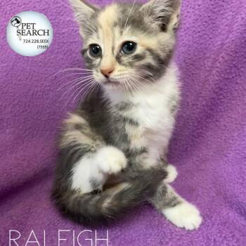 Rescue Domestic Short Hair Cats for Adoption in Washington, Pennsylvania - Raliegh | PetCurious
