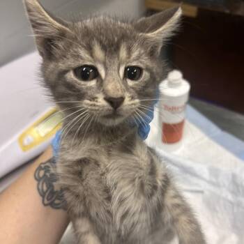 Fame -  Domestic Short Hair Cat for Adoption in Summerville, South Carolina - Fame | PetCurious