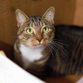 Rescue Domestic Short Hair Cats for Adoption in Atlanta, Georgia - Milo | PetCurious