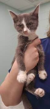 Andy -  Domestic Short Hair Cat for Adoption in Athens, Tennessee - Andy | PetCurious