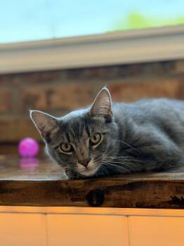 Domestic Short Hair Cats Available for Adoption in Bellmawr, New Jersey - Scott And Ramona  | PetCurious