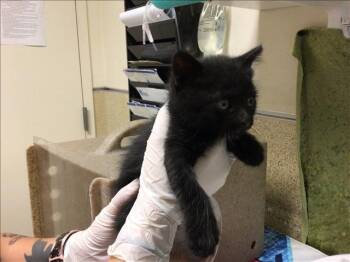 Domestic Short Hair Cats Available for Adoption in Riverside, California - BERRY | PetCurious