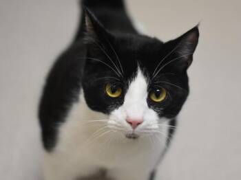 Domestic Short Hair Cats Available for Adoption in Portland, Oregon - Asher | PetCurious