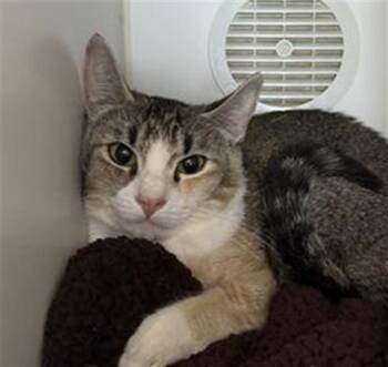 A887273 -  Domestic Short Hair Cat for Adoption in Camarillo, California - A887273 | PetCurious