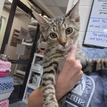 Terry 28645 -  Domestic Short Hair Cat for Adoption in Middleburg, Florida - Terry 28645 | PetCurious