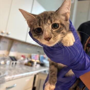 Sanya -  Domestic Short Hair Cat for Adoption in Huntington, West Virginia - Sanya | PetCurious