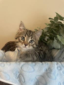 Domestic Short Hair Cats Available for Adoption in Metamora, Illinois - Junior | PetCurious