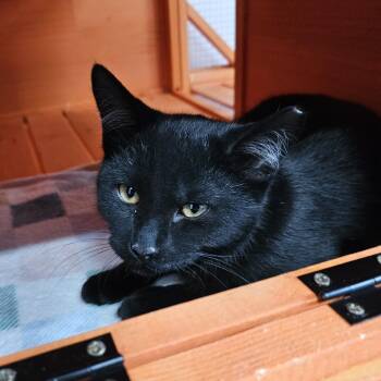 Domestic Short Hair Cats Available for Adoption - Butter | PetCurious