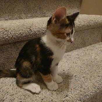 Domestic Short Hair Cats Available for Adoption - Tiramisu | PetCurious