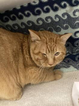 Domestic Short Hair Cats Available for Adoption in Omaha, Nebraska - GINGER | PetCurious