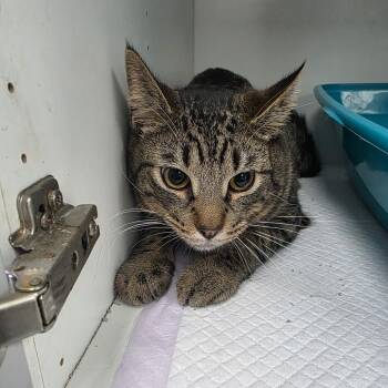 Domestic Short Hair Cats Available for Adoption - PomPom | PetCurious