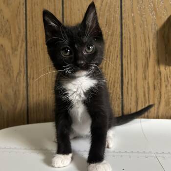 Popcorn -  Tuxedo Cat Available for Adoption in Pasco, Washington - Popcorn | PetCurious