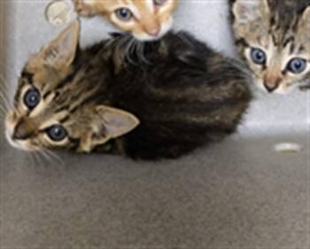 MOUSE -  Domestic Short Hair Cat for Adoption in Texas City, Texas - MOUSE | PetCurious