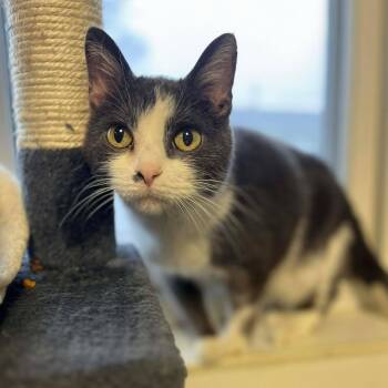 Domestic Short Hair Cats Available for Adoption - Jax | PetCurious