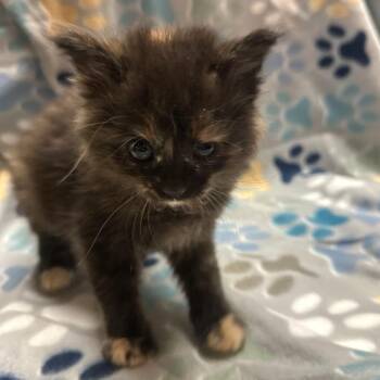 Posie F-21683 -  Domestic Long Hair Cat Available for Adoption in Oklahoma City, Oklahoma - Posie F-21683 | PetCurious