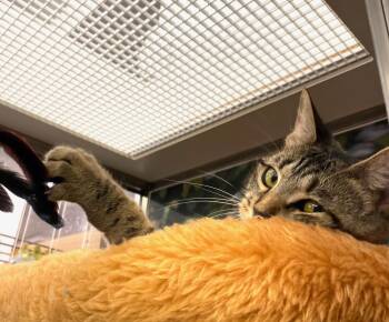 Rescue Domestic Short Hair Cats for Adoption in New York, New York - Poppy | PetCurious