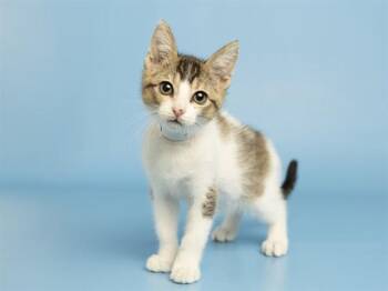 KIWI -  Domestic Short Hair Cat for Adoption in Phoenix, Arizona - KIWI | PetCurious