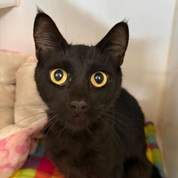 Cricket -  Domestic Short Hair Cat for Adoption in Grass Valley, California - Cricket | PetCurious