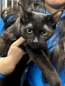 Domestic Short Hair Cats Available for Adoption - Cupcake | PetCurious