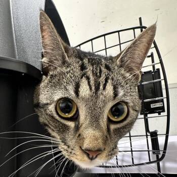 Domestic Short Hair Cats Available for Adoption in Clearwater, Florida - Sibyl | PetCurious