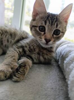 Celeste—female kitten -  Domestic Short Hair Cat for Adoption in Los Altos, California - Celeste—female Kitten | PetCurious