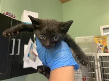 LAYS -  Domestic Short Hair Cat for Adoption in Grand Prairie, Texas - LAYS | PetCurious