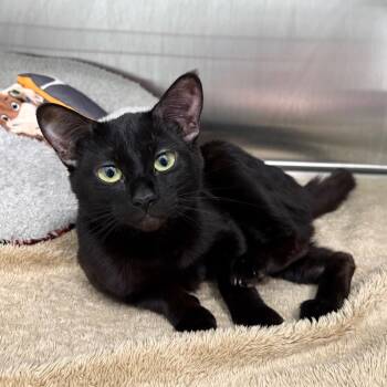Marlene -  Domestic Short Hair Cat for Adoption in Clavet, Saskatchewan - Marlene | PetCurious