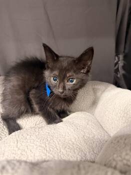 PARM -  Domestic Short Hair Cat for Adoption in Grovetown, Georgia - PARM | PetCurious