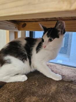 Chellowee -  Domestic Short Hair Cat for Adoption in Hudson, New Hampshire - Chellowee | PetCurious