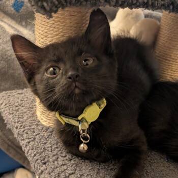 Luigi -  Domestic Medium Hair Cat for Adoption in Fairfax Station, Virginia - Luigi | PetCurious