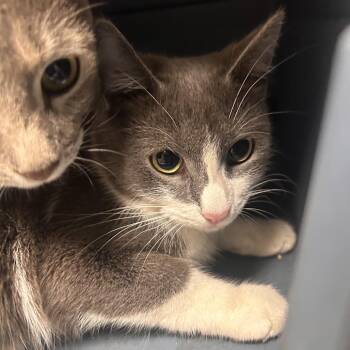 Domestic Short Hair Cats Available for Adoption in Philadelphia, Pennsylvania - Bronze | PetCurious