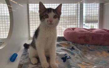 Mulch -  Domestic Short Hair Cat for Adoption in Gorham, Maine - Mulch | PetCurious