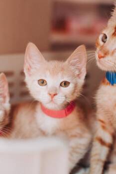 94030A Crumb -  Domestic Short Hair Cat for Adoption in North Charleston, South Carolina - 94030A Crumb | PetCurious