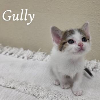 Gully -  Domestic Short Hair Cat for Adoption in Corpus Christi, Texas - Gully | PetCurious