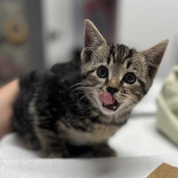 Domestic Short Hair Cats Available for Adoption in Durham, North Carolina - Zip | PetCurious