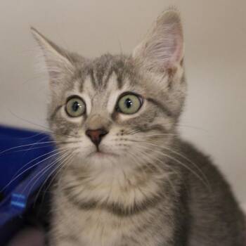 Domestic Short Hair Cats Available for Adoption in Champaign, Illinois - Pancake | PetCurious