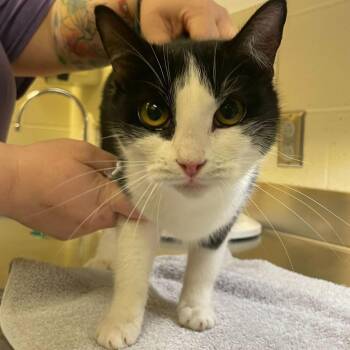 Domestic Short Hair Cats Available for Adoption in Asheville, North Carolina - Rasputia | PetCurious