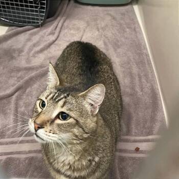 Rudy -  Domestic Short Hair Cat for Adoption in St. Helena, California - Rudy | PetCurious