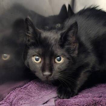 Quest (yellow collar) -  Domestic Short Hair Cat for Adoption in Schenectady, New York - Quest (yellow Collar) | PetCurious