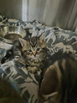 Domestic Short Hair Cats Available for Adoption in Casper, Wyoming - A121115 | PetCurious