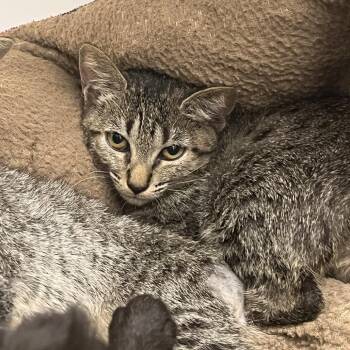 Pablo -  Domestic Short Hair Cat for Adoption in West Palm Beach, Florida - Pablo | PetCurious