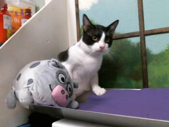 Domestic Short Hair Cats Available for Adoption in Houston, Texas - A2077143 | PetCurious