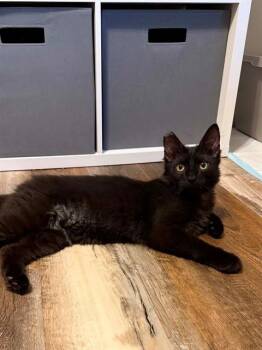 FERB -  Domestic Medium Hair Cat Available for Adoption in St. Peters, Missouri - FERB | PetCurious