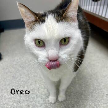 OREO -  Domestic Short Hair Cat for Adoption in Hannibal, Missouri - OREO | PetCurious
